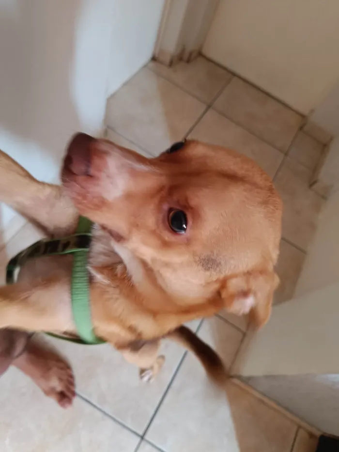 Cachorro ra a SRD-ViraLata idade 7 a 11 meses nome Heitor 