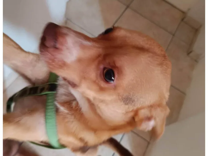 Cachorro ra a SRD-ViraLata idade 7 a 11 meses nome Heitor 