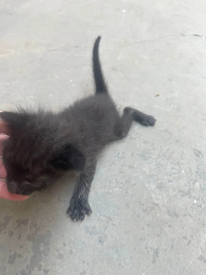 Gato ra a SRD-ViraLata idade Abaixo de 2 meses nome viver