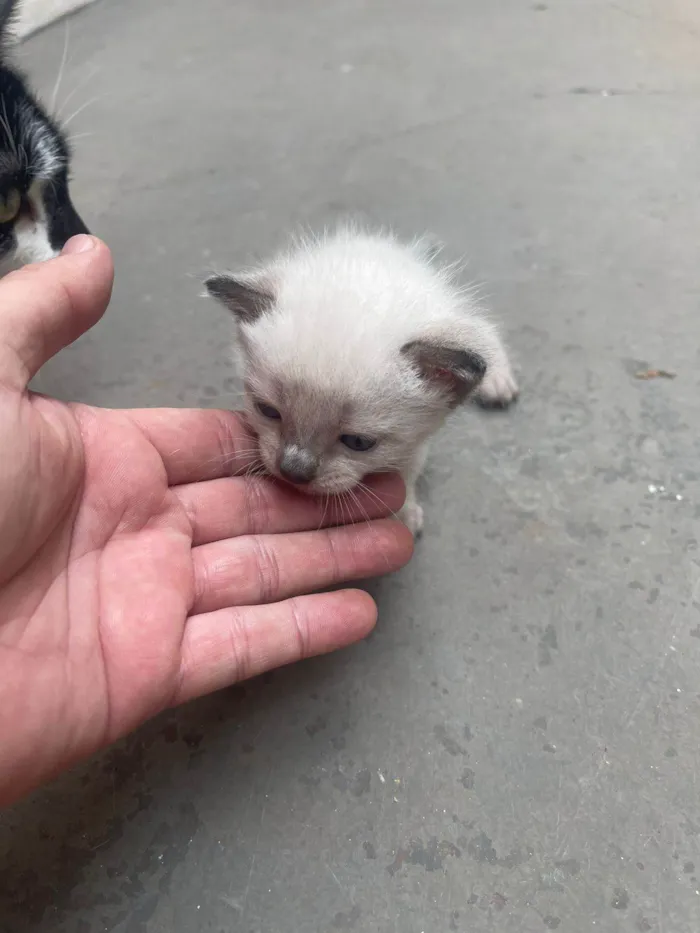 Gato ra a SRD-ViraLata idade Abaixo de 2 meses nome viver