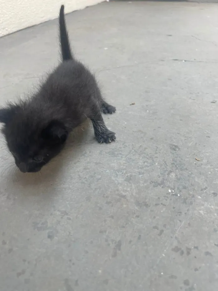 Gato ra a SRD-ViraLata idade Abaixo de 2 meses nome viver