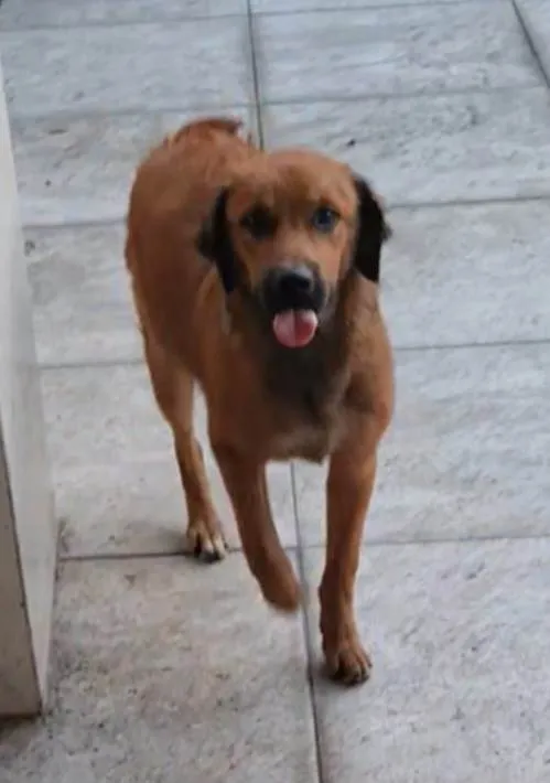 Cachorro ra a Golden mestiço idade 2 a 6 meses nome Melck