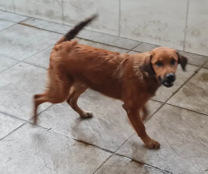 Cachorro ra a Golden mestiço idade 2 a 6 meses nome Melck