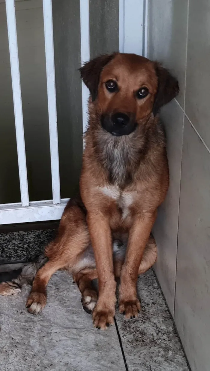 Cachorro ra a Golden mestiço idade 2 a 6 meses nome Melck