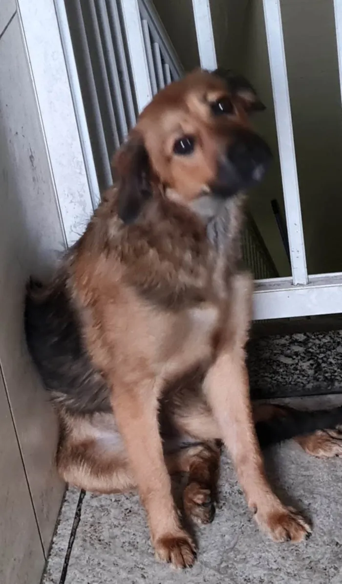 Cachorro ra a Goldem mestiça idade 2 a 6 meses nome Mel