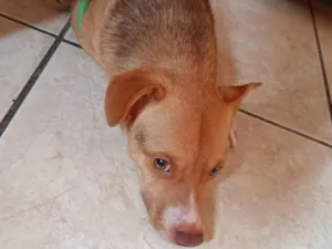 Cachorro raça SRD-ViraLata idade 7 a 11 meses nome Heitor 