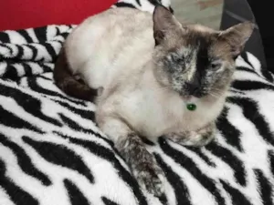 Gato raça SRD-ViraLata idade 1 ano nome JESSY