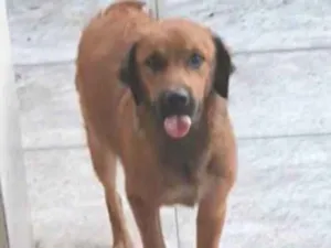 Cachorro raça Golden mestiço idade 2 a 6 meses nome Melck