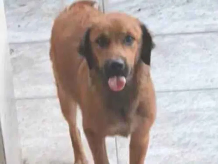 Cachorro ra a Golden mestiço idade 2 a 6 meses nome Melck