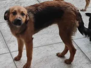 Cachorro raça Goldem mestiça idade 2 a 6 meses nome Mel