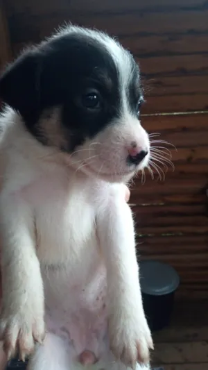 Cachorro raça Srd idade 2 a 6 meses nome Sem nome 