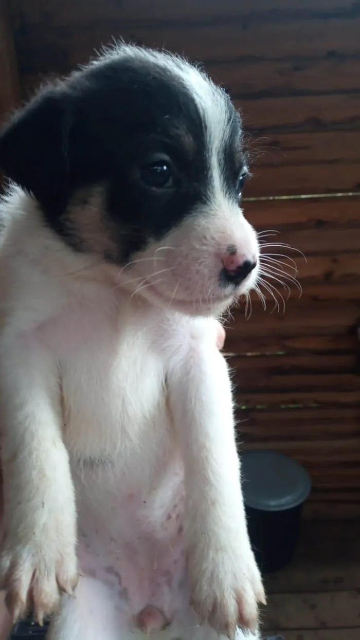 Cachorro ra a Srd idade 2 a 6 meses nome Sem nome
