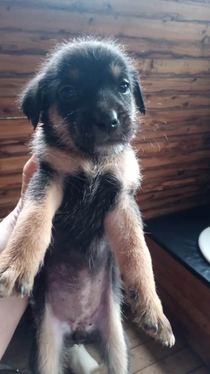 Cachorro ra a SRD-ViraLata idade 2 a 6 meses nome Sem nome 