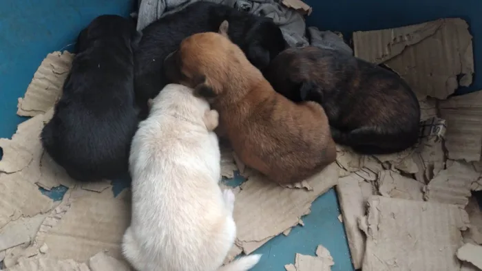 Cachorro ra a SRD-ViraLata idade Abaixo de 2 meses nome Pingo
