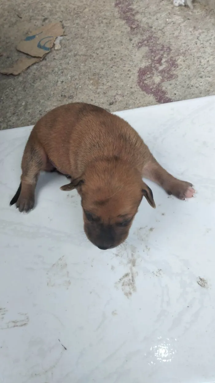 Cachorro ra a SRD-ViraLata idade Abaixo de 2 meses nome Pingo