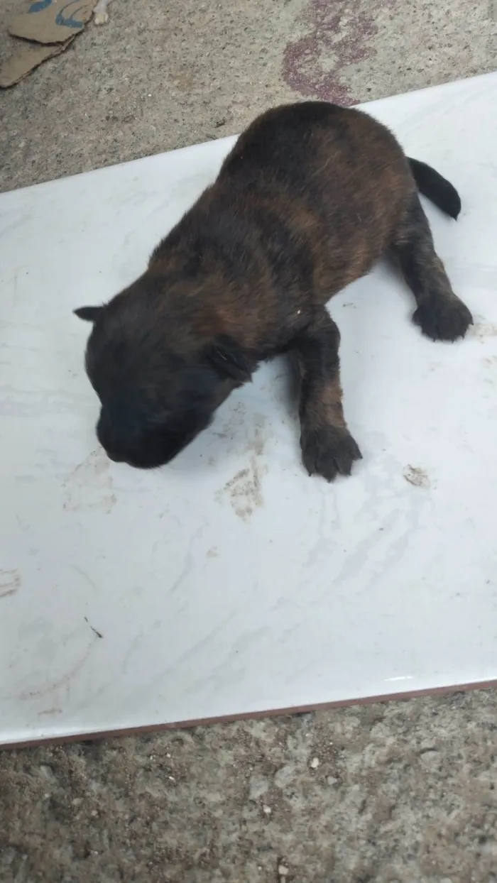Cachorro ra a SRD-ViraLata idade Abaixo de 2 meses nome Pingo