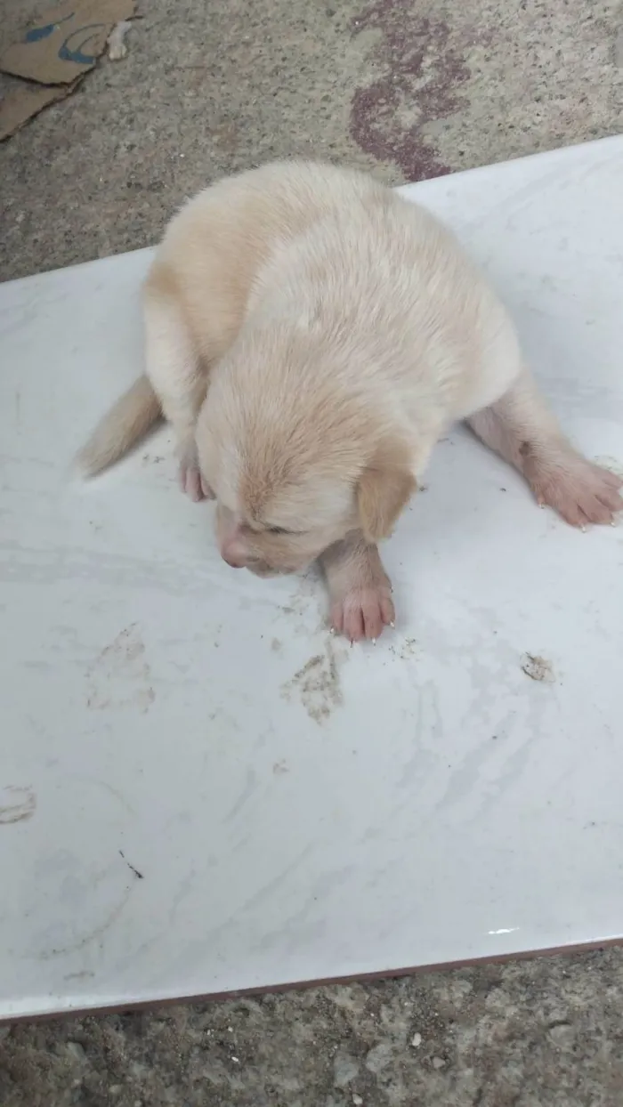 Cachorro ra a SRD-ViraLata idade Abaixo de 2 meses nome Pingo