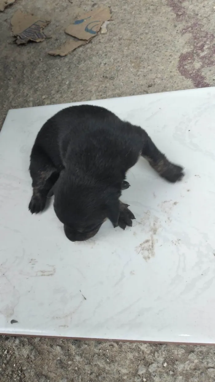 Cachorro ra a SRD-ViraLata idade Abaixo de 2 meses nome Pingo