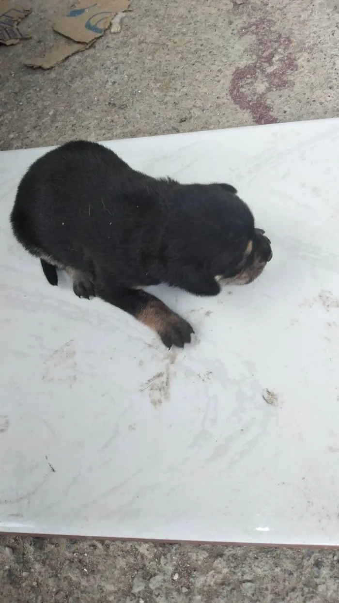 Cachorro ra a SRD-ViraLata idade Abaixo de 2 meses nome Pingo
