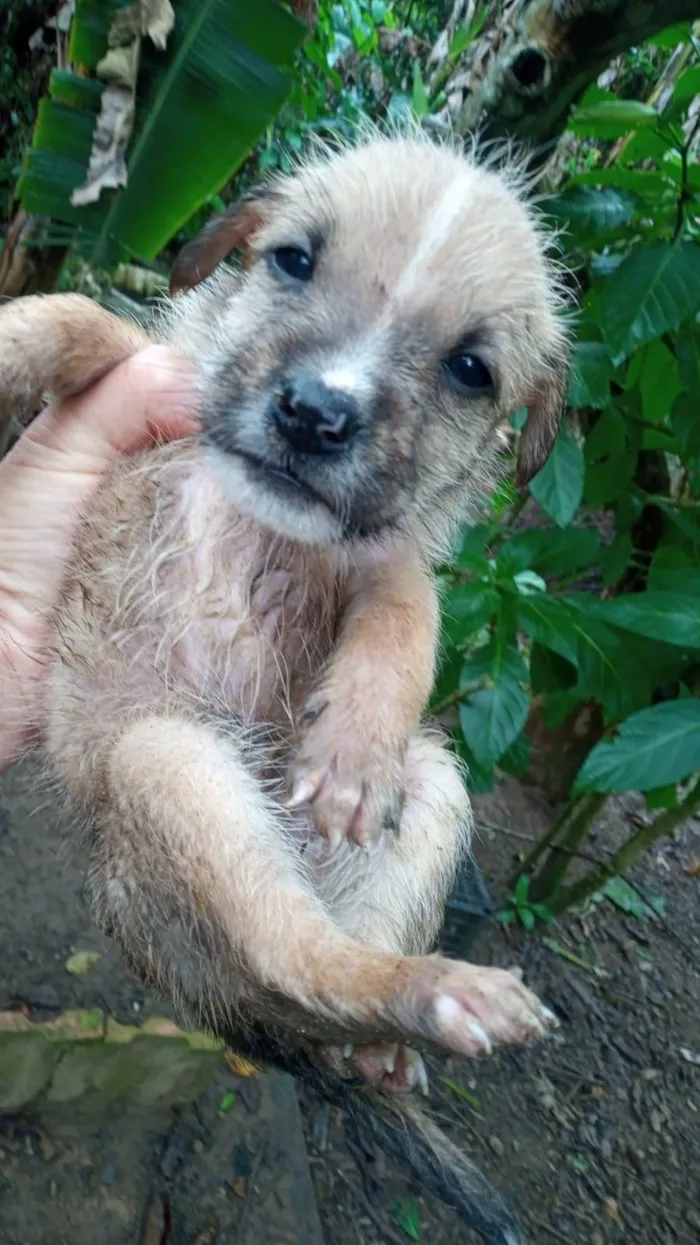 Cachorro ra a SRD-ViraLata idade 2 a 6 meses nome Sem nome 