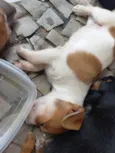 4 filhotes para doação