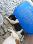 4 filhotes para doação