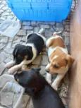 4 filhotes para doação
