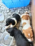 4 filhotes para doação