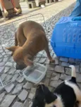 4 filhotes para doação