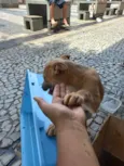4 filhotes para doação