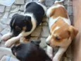 4 filhotes para doação