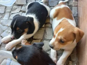 Cachorro raça Vira lata idade Abaixo de 2 meses nome 4 filhotes para doação 