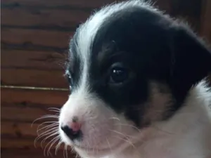Cachorro raça SRD-ViraLata idade 2 a 6 meses nome Sem nome 