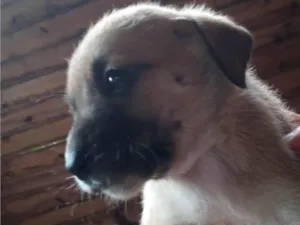 Cachorro raça SRD-ViraLata idade 2 a 6 meses nome Sem nome 