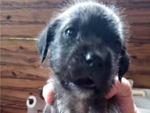 Cachorro raça SRD-ViraLata idade 2 a 6 meses nome Sem nome 