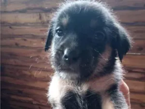 Cachorro raça SRD-ViraLata idade 2 a 6 meses nome Sem nome 