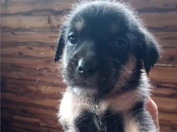 Cachorro ra a SRD-ViraLata idade 2 a 6 meses nome Sem nome 