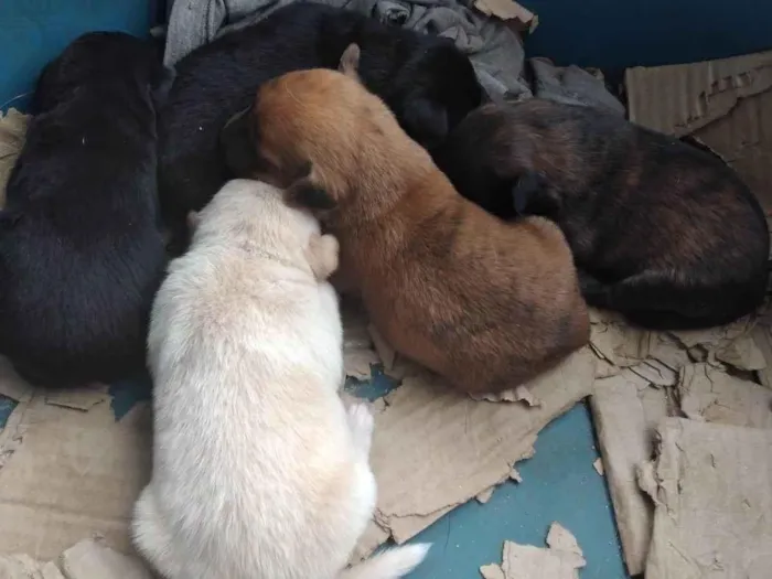 Cachorro ra a SRD-ViraLata idade Abaixo de 2 meses nome Pingo