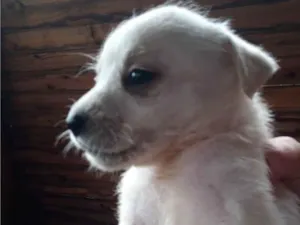 Cachorro raça Srd idade 2 a 6 meses nome Sem nome 