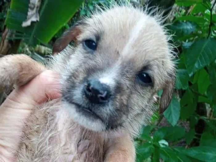 Cachorro ra a SRD-ViraLata idade 2 a 6 meses nome Sem nome 