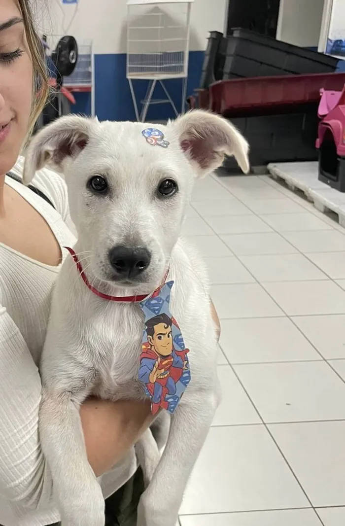 Cachorro ra a Sem raça definida idade 2 a 6 meses nome Chico 