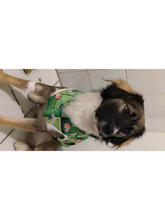 Cachorro ra a SRD-ViraLata idade 7 a 11 meses nome Joaquim Félix 