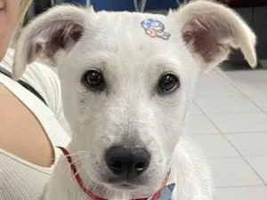 Cachorro raça Sem raça definida idade 2 a 6 meses nome Chico 