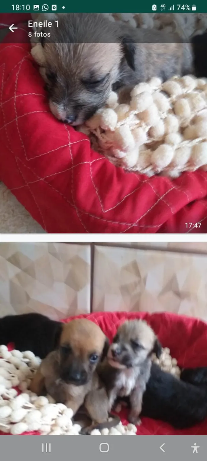 Cachorro ra a SRD idade Abaixo de 2 meses nome Filhotes