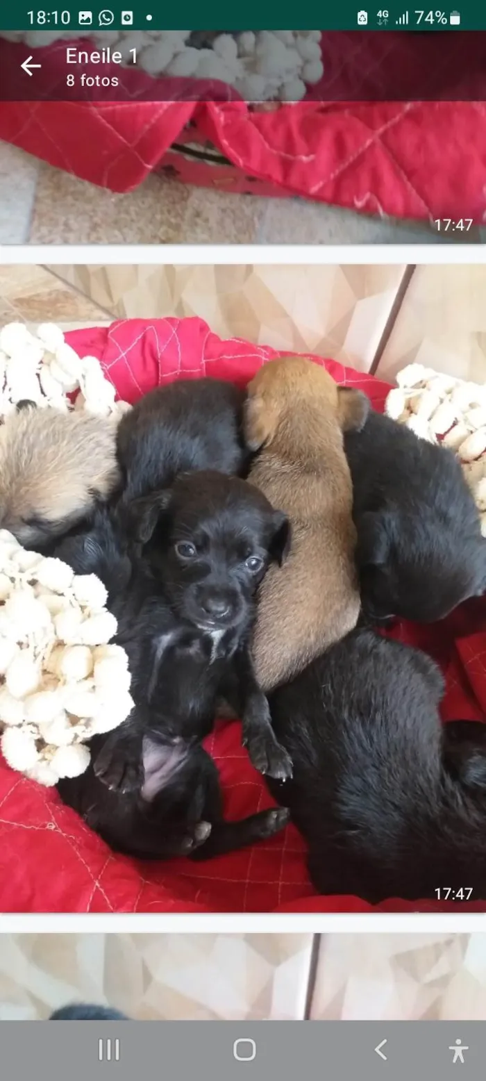 Cachorro ra a SRD idade Abaixo de 2 meses nome Filhotes