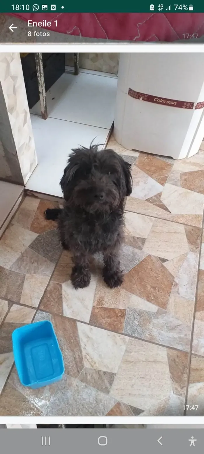 Cachorro ra a SRD idade Abaixo de 2 meses nome Filhotes