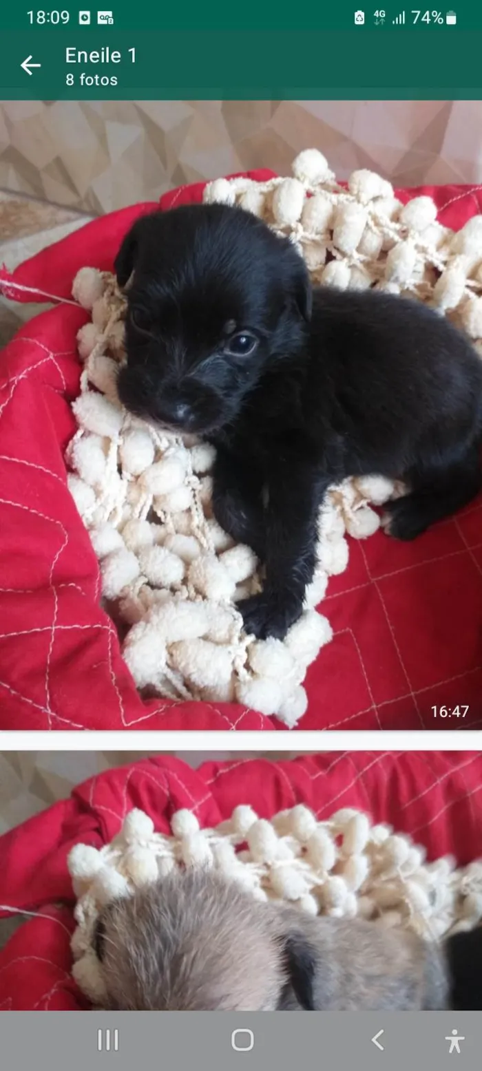 Cachorro ra a SRD idade Abaixo de 2 meses nome Filhotes