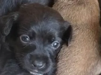 Cachorro ra a SRD idade Abaixo de 2 meses nome Filhotes