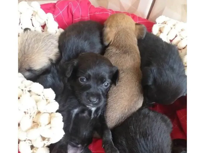 Cachorro ra a SRD idade Abaixo de 2 meses nome Filhotes