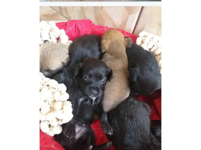 Cachorro ra a SRD idade Abaixo de 2 meses nome Filhotes